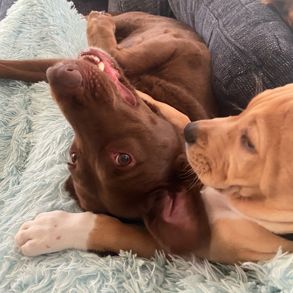 Meet the Posher - Picture 6 of 7